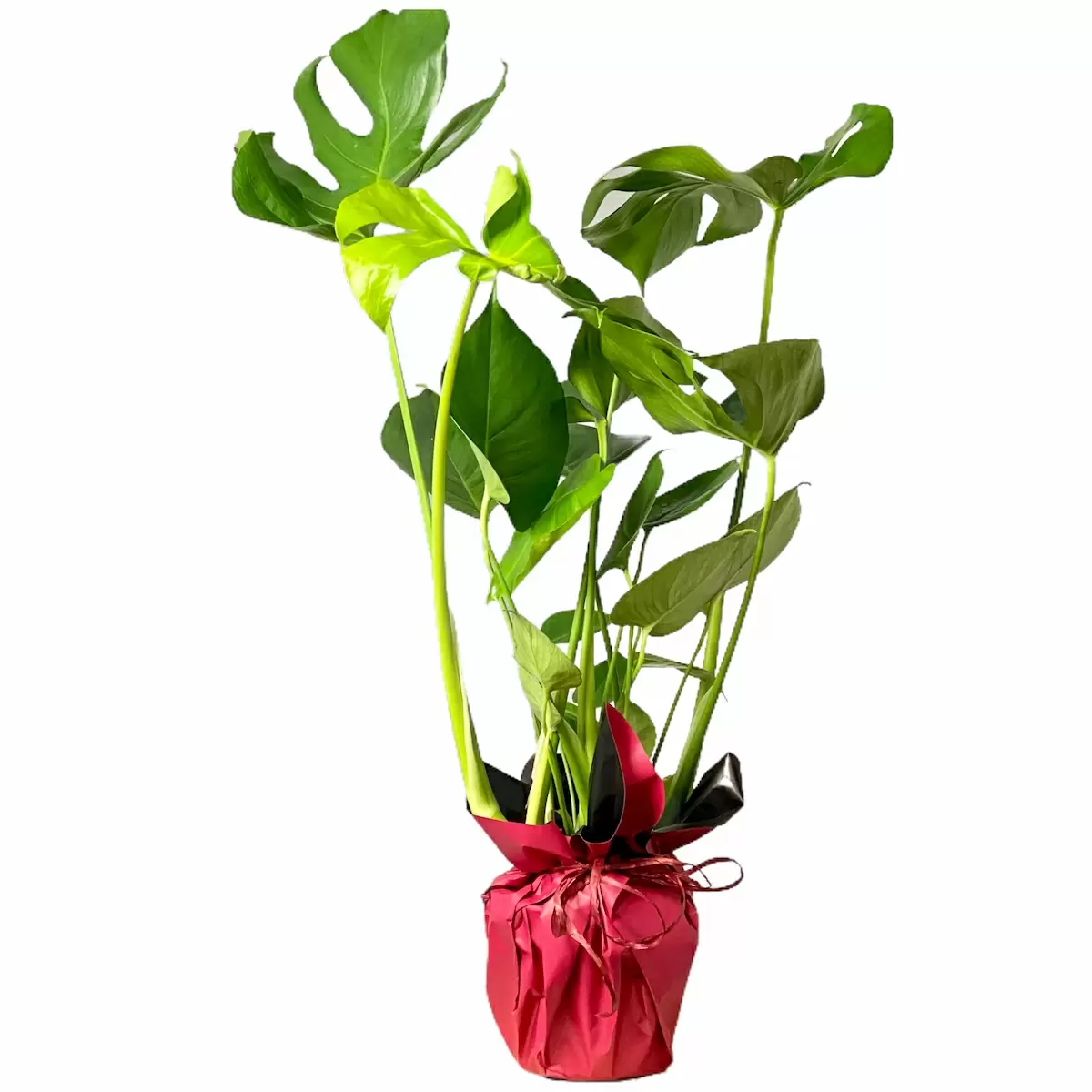 monstera hoch Monstera Pertusum (Fensterblatt) kaufen? | Alfredo main image 1