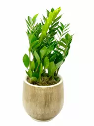 Calathea - Ghid de ingrijire si crestere,