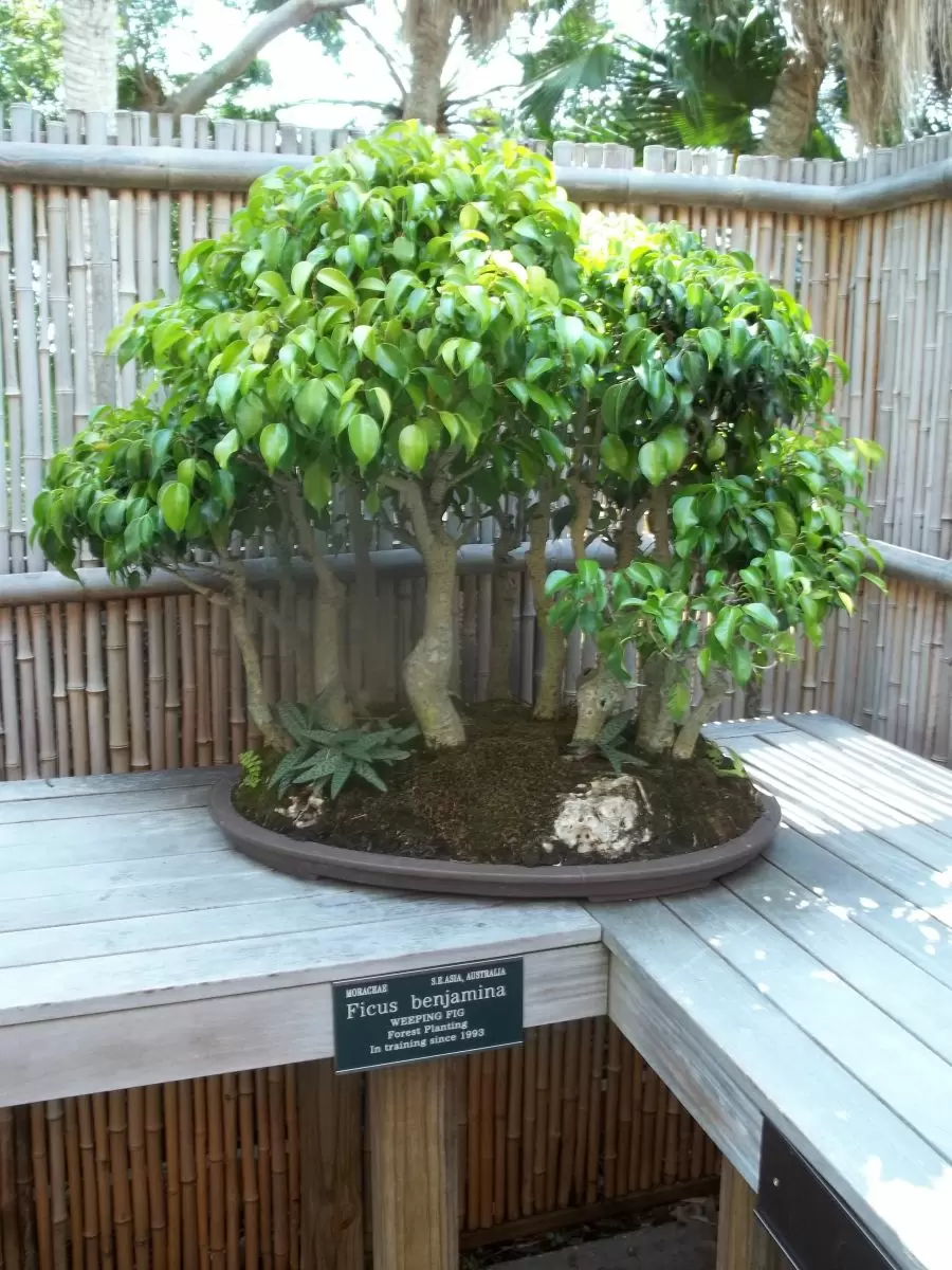 carmens bonsai garten online shop Bonsai main image 0