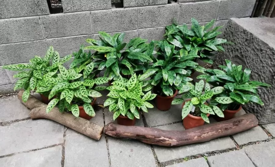 dracaena fragrans tornado Dracaena 'Tornado' – Spiral Variegated Indoor Plant