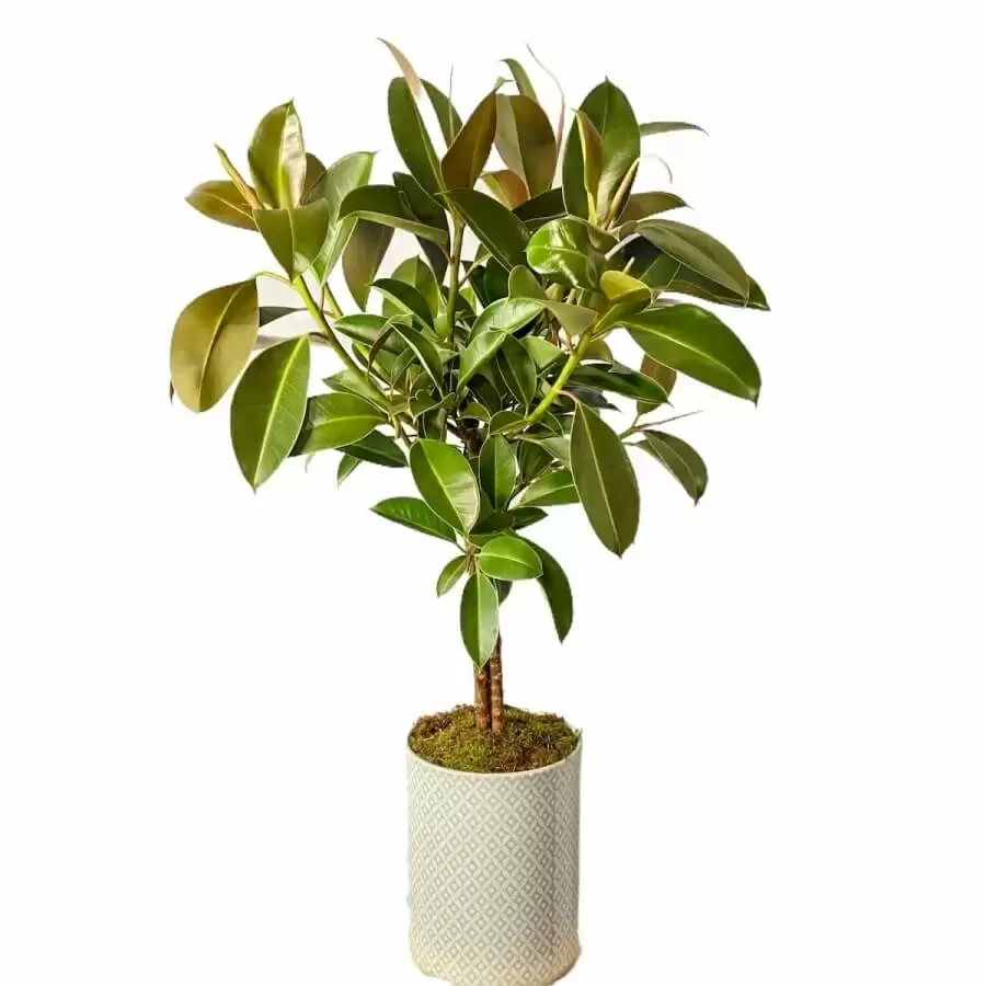 lady of night plant Jamaican Lady of the Night For Sale – Logee's Plants