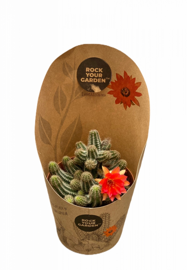 Cactus in ghiveci cu floare rosie