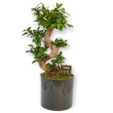 Bonsai Ginseng 80cm in vas ceramic livrare Bucuresti birou acasa