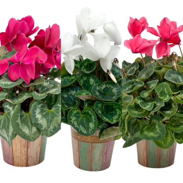 flori si Plante cu flori Ciclemen 