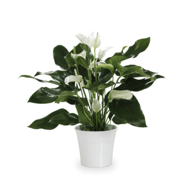 flori la comanda Crinul Pacii Spathiphyllum planta florare in ghiveci cu livrare la dimiciliu in Bucuresti si Ilfov