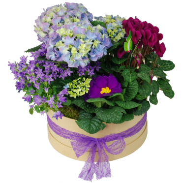 Flori in cutie aranjament cu plante purple