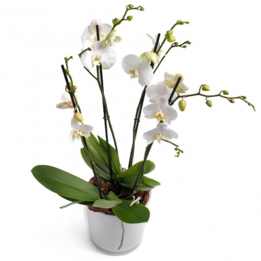 flori delivery Orhidee alba Phalaenopsis in vas ceramic