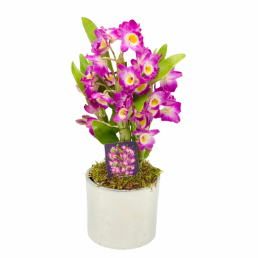 Comanda online Orhidee Dendrobium in ghiveci ceramic
