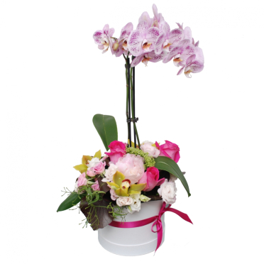livrare flori Cutie cu planta orhidee 