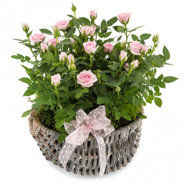 Florarie cu livrare Cos cu trandafirasi in ghiveci 2 plante
