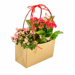 Plante cu flori Azalee si Kalanchoe in punga kraft