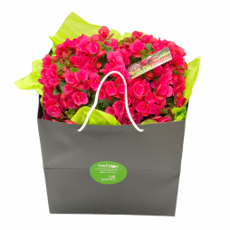 Begonia planta in punga cadou fucsia