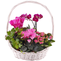 Cos cu Orhidee Ciclamen  si Kalanchoe roz in ghiveci online