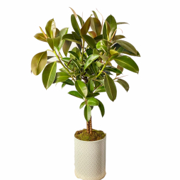 Planta Ficus Robusta in vas ceramic