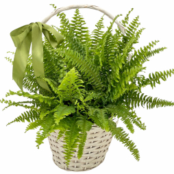 Feriga-planta decorativa prin frunze in cos toarta
