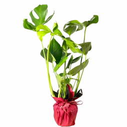 Planta decorativa prin frunze Mostera