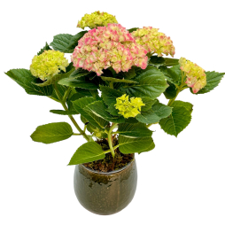 Hortensia planta in vas ceramic