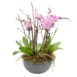 Orhidee 3 plante in vas ceramic
