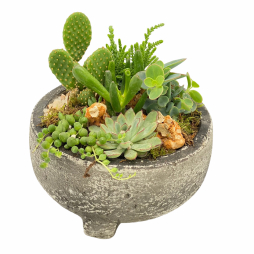 Plante suculente in vas ceramic