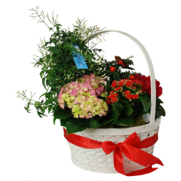 Cos cu plante decorative flori multicolore