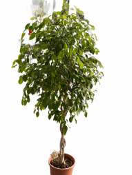 Comanda online Ficus Benjamina planta decorativa de apartament cu livrare in aceasi zi in Bucuresti si Ilfov