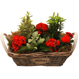 Planta decorativa cu flori in cosulet