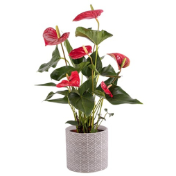 Planta floare in ghiveci Athurium rosu Bucuresti online