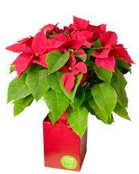 Planta in ghiveci Euphorbia 70cm rosie