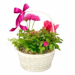 Flori decorative in cos Ciclamen Rosa Kalancoe Gerbera