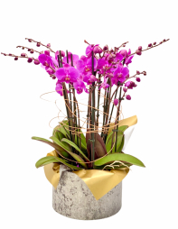Cutie catifea cu 12 ramuri de orhidee phalaenopsis