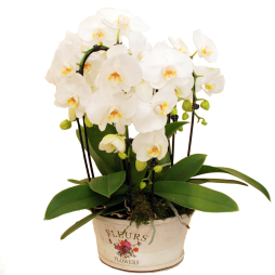 Orhidee Phalaenopsis alba in ghiveci