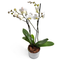 Florarie cu livrare Orhidee alba Phalaenopsis in vas ceramic 