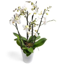Orhidee alba Phalaenopsis in ghiveci ceramic 3 plante 6 tije