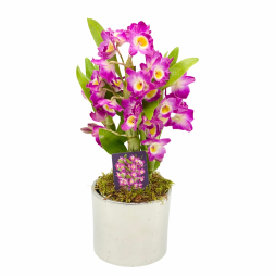 Comanda online Orhidee Dendrobium in ghiveci ceramic