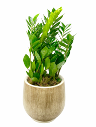 Planta decorativa in ghiveci Zamioculcas