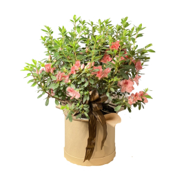 Planta in ghiveci decorativa cu flori Azalee