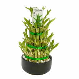 Planta in vas ceramic bambus piramidal din Dracena