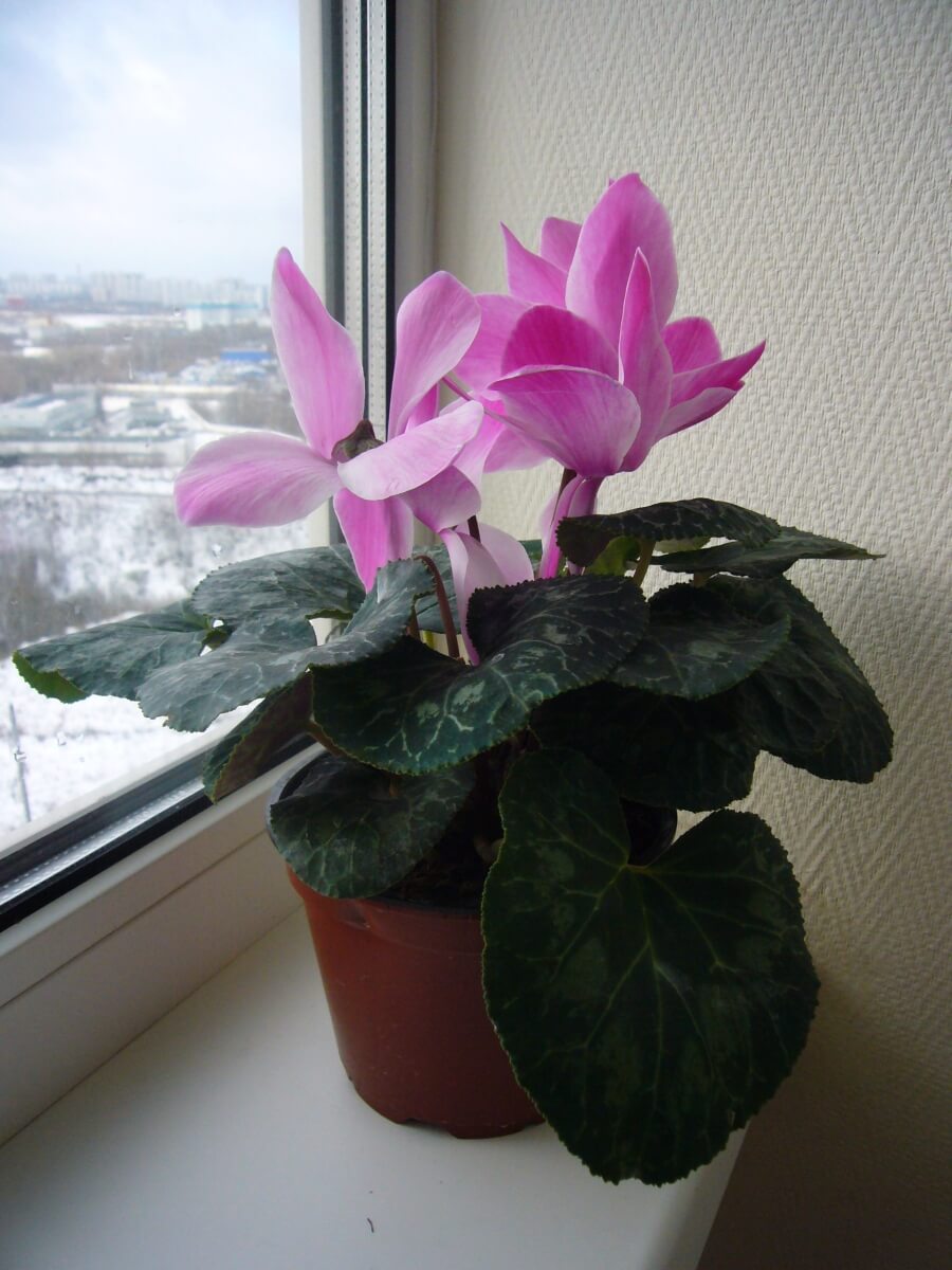 cyclamen planta de apartament interior inmultire