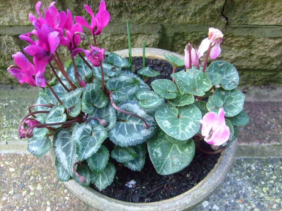 cyclamen sol pamant compost ghiveci
