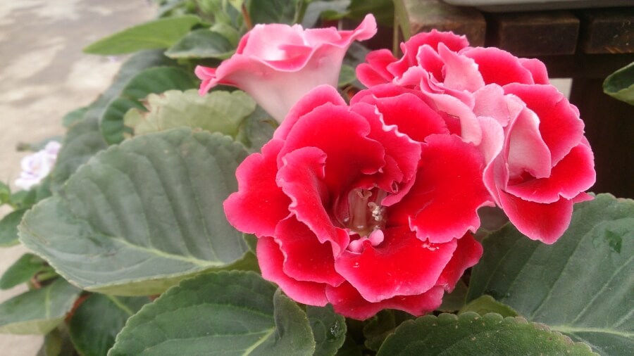 Gloxinia ingrijirea plantei in ghiveci si gradina
