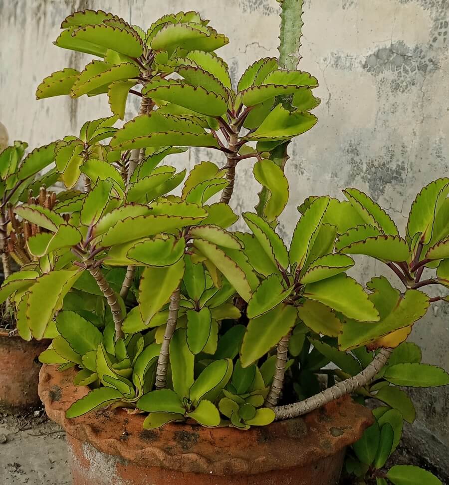 ingrijire planta pamant compost ghiveci drenaj