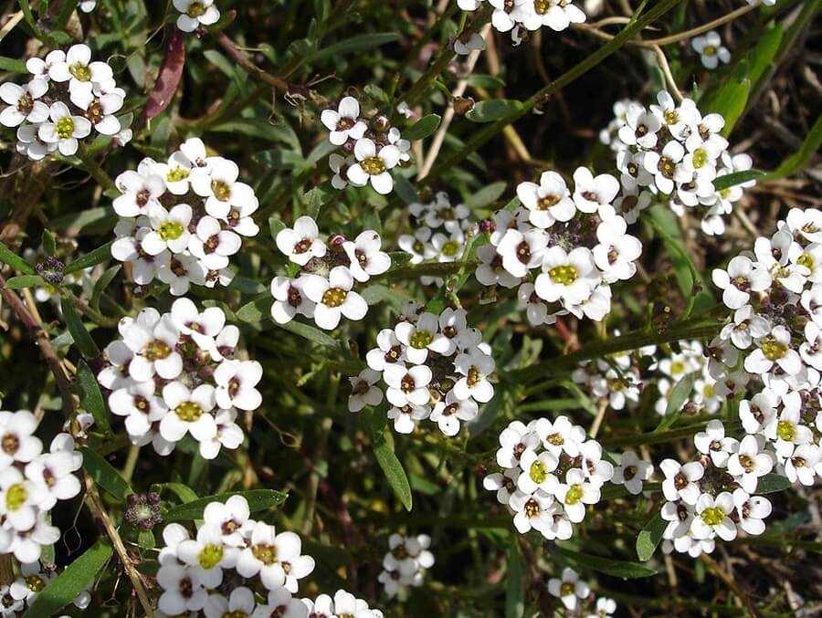 Alyssum dulce (Lobularia maritima)