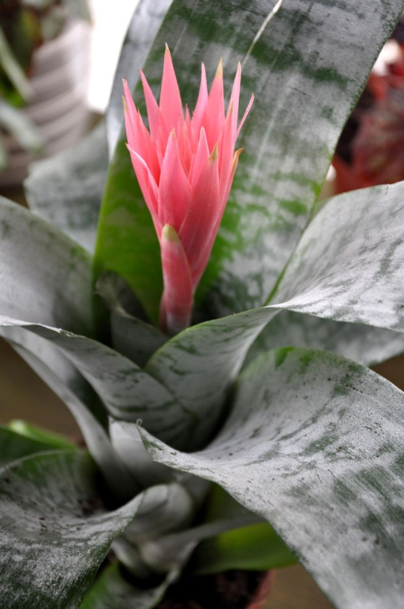 hranirea bromeliei