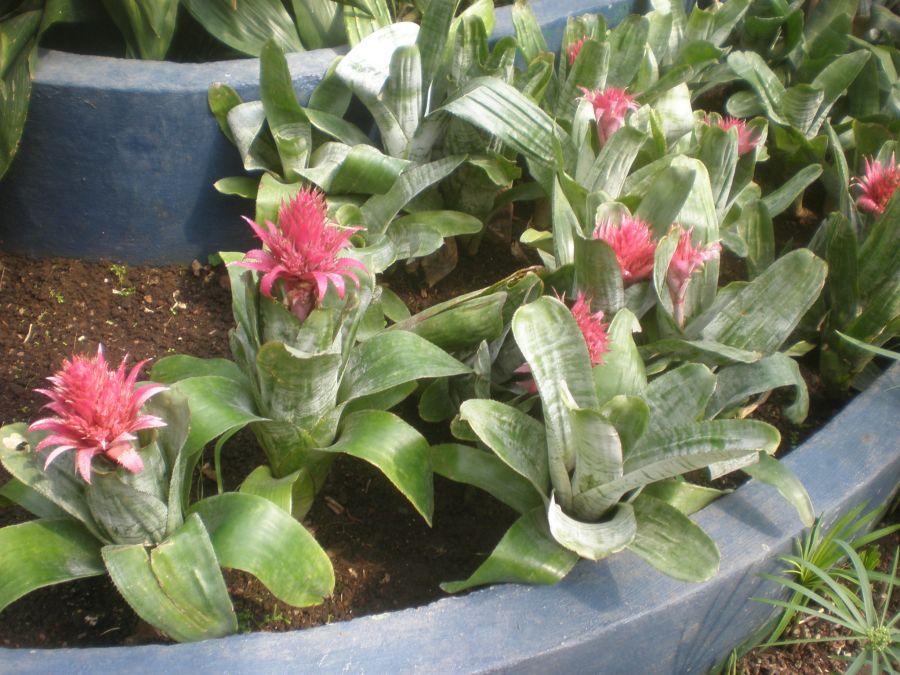 aechmea fasciata ingrijire crestere cultivare