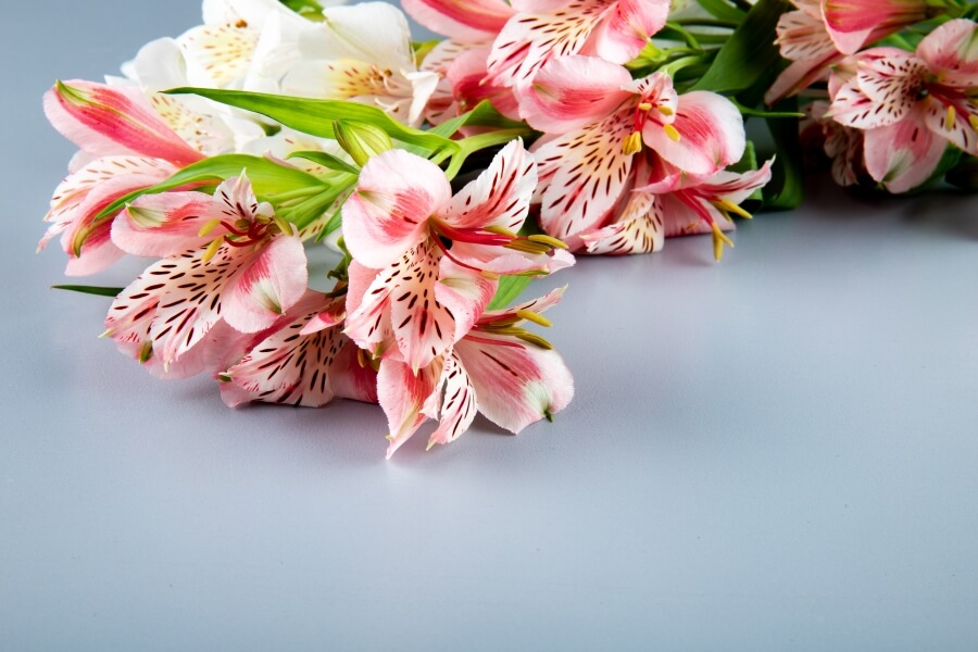 alstroemeria - crinul peruan - parfumuri si pasteluri