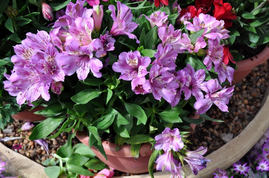 Alstroemeria cultivare, ingrijire, fertilizatori, inmultire, daunatori