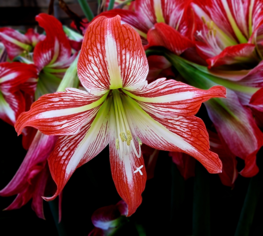 Crinul de camera -  Amaryllis - cultivare, ingrijire, inmultire si daunatori