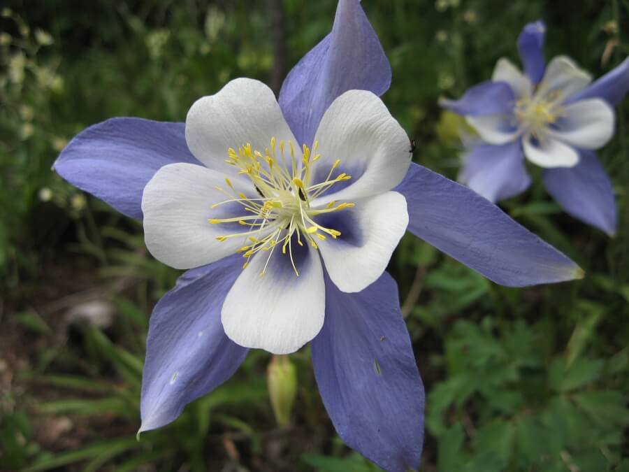 Căldăruşele&nbsp;(Aquilegia)