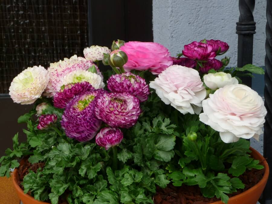 boli daunatori ranunculus tratamente naturale preventie stropire