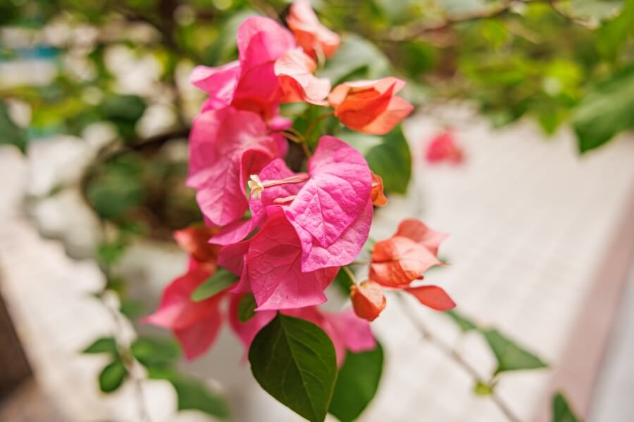 Bougainvillea Floarea de Hartie , ingrijire crestere planta de apartament casa camera interior